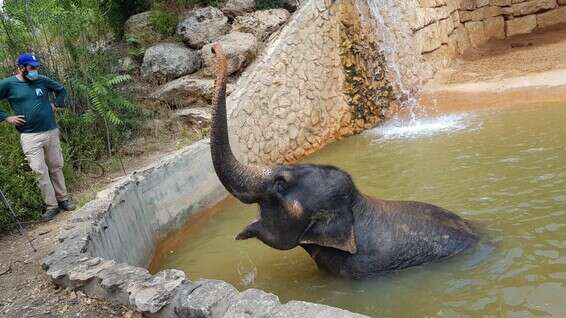 הפילה מיכאלה // צילום: גן החיות התנ"כי